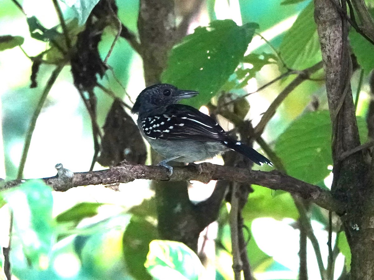 Black-crowned Antshrike - ML613320195