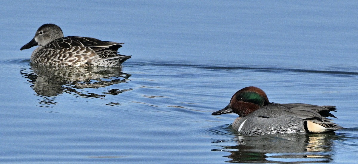 Blue-winged Teal - Thomas Oliver