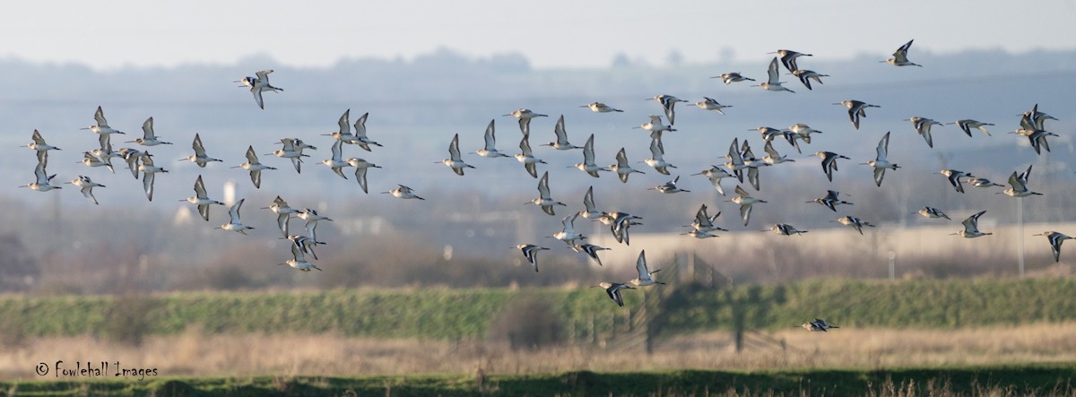 Black-tailed Godwit - David Higgins