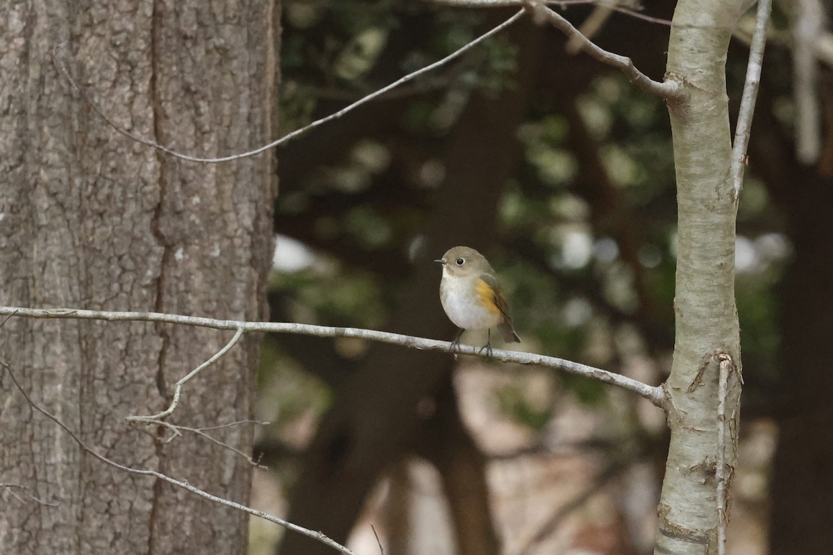 Red-flanked Bluetail - ML613320288