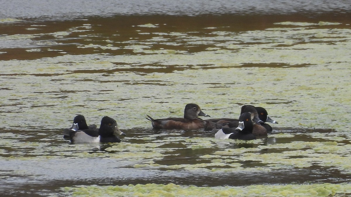 Ring-necked Duck - John  Paalvast