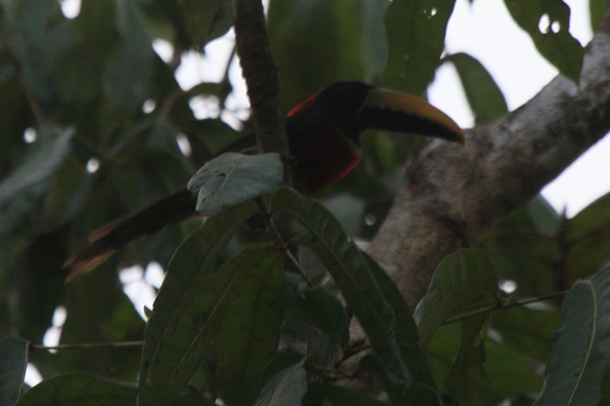 Red-necked Aracari - Fabio Olmos