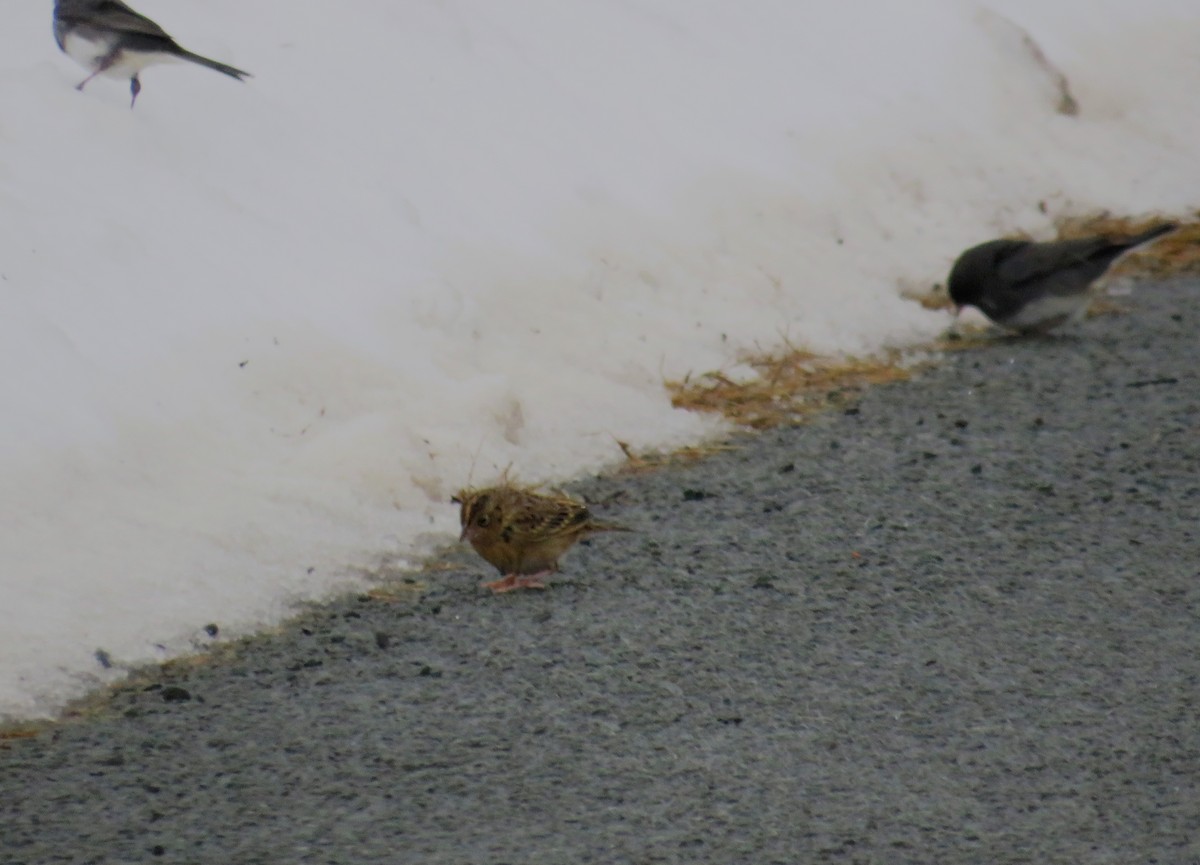 Grasshopper Sparrow - ML613320537