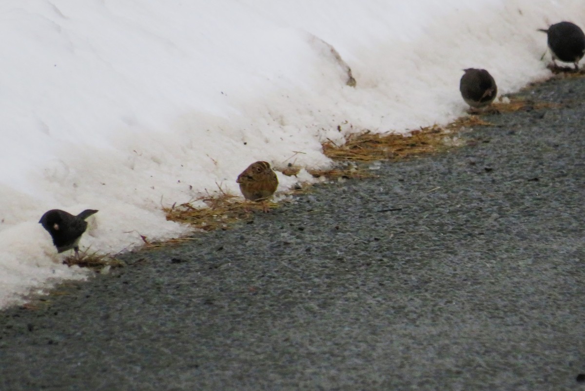 Grasshopper Sparrow - ML613320539