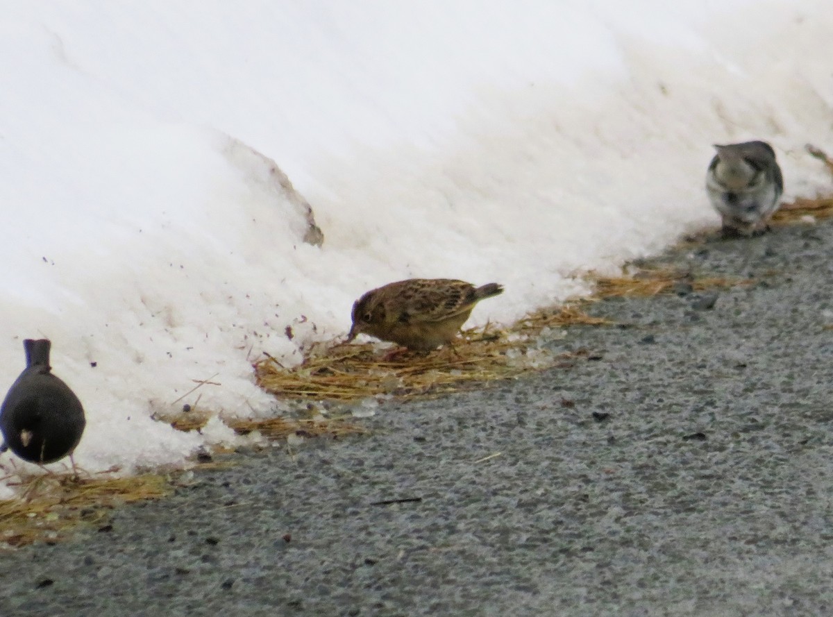 Grasshopper Sparrow - ML613320544