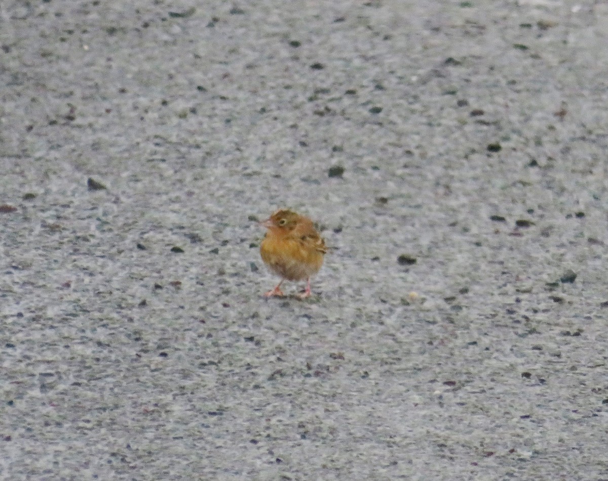Grasshopper Sparrow - ML613320556