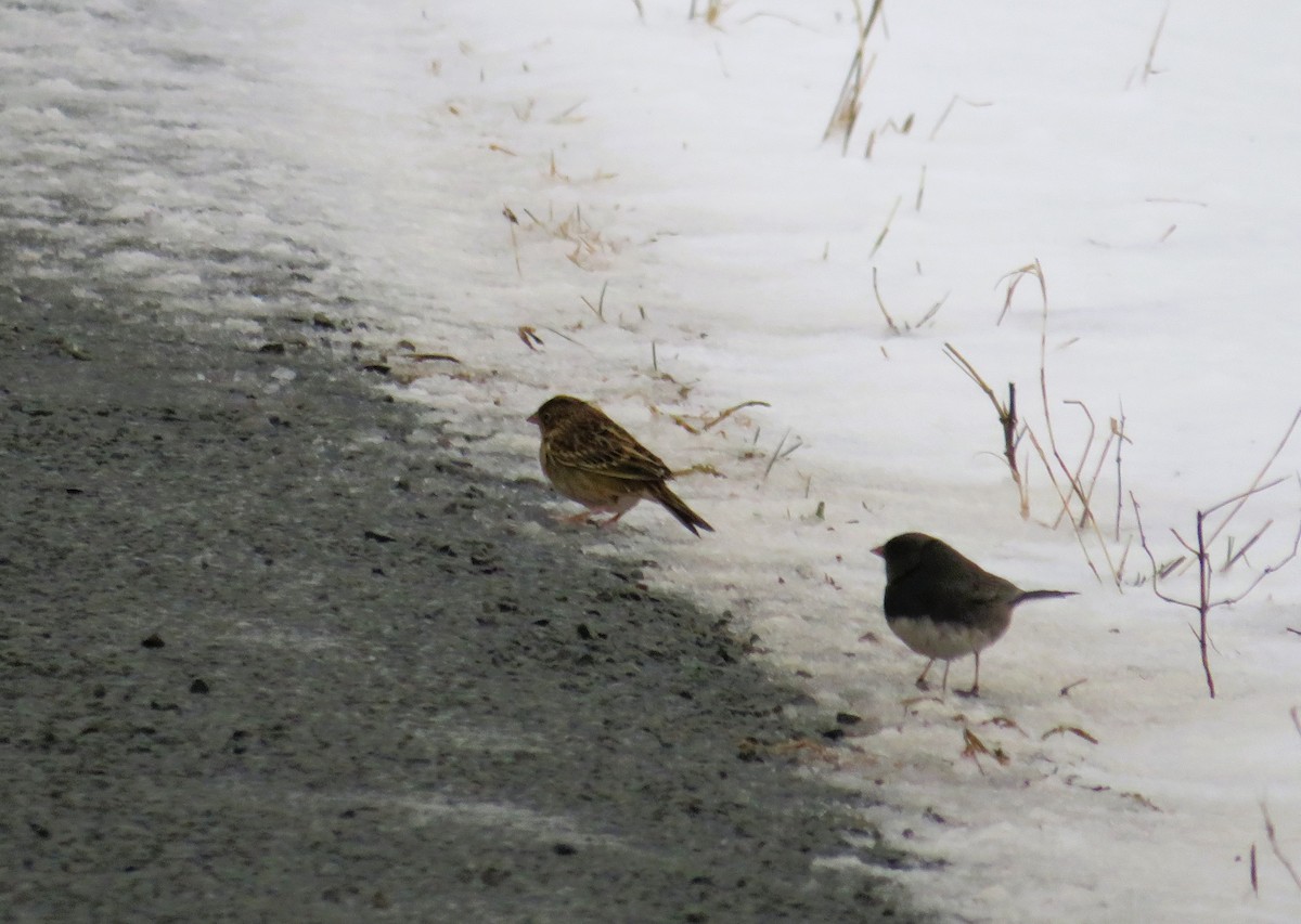 Grasshopper Sparrow - ML613320557