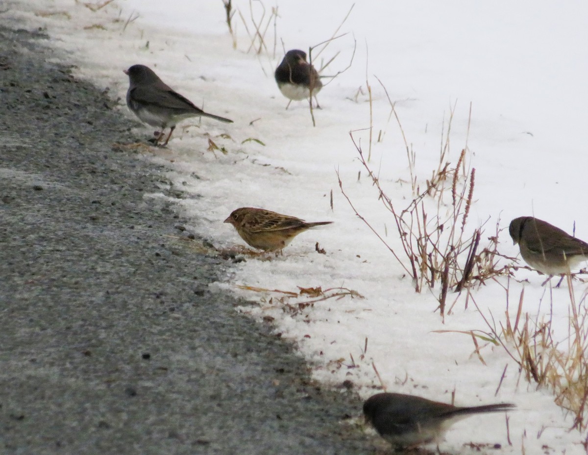 Grasshopper Sparrow - ML613320561