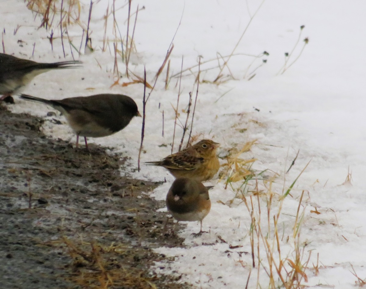 Grasshopper Sparrow - ML613320566