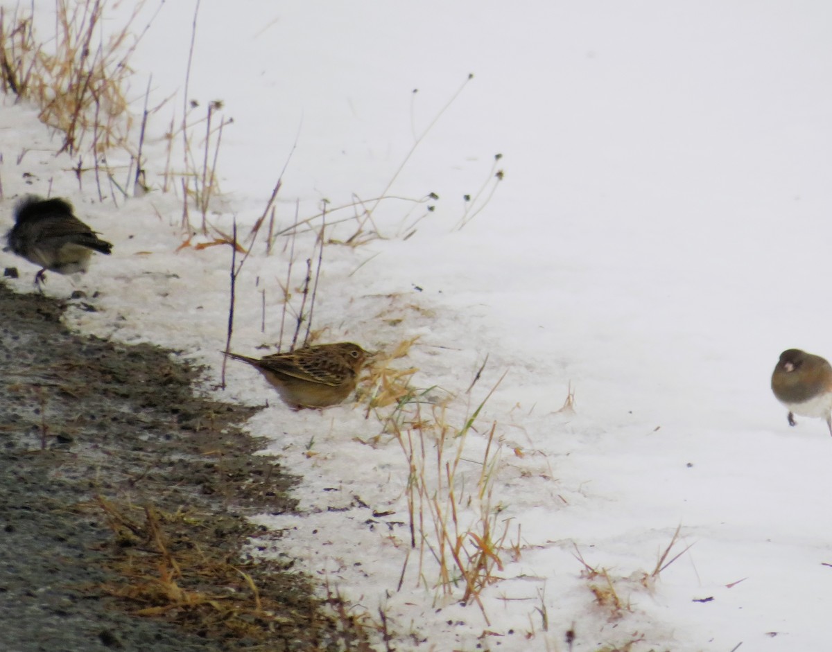 Grasshopper Sparrow - ML613320571
