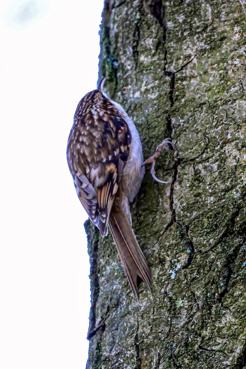 Eurasian Treecreeper - ML613320586