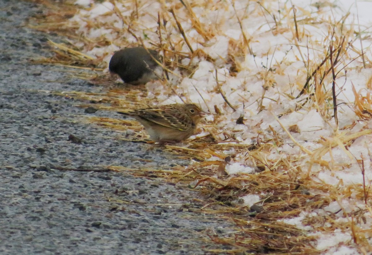 Grasshopper Sparrow - ML613320601