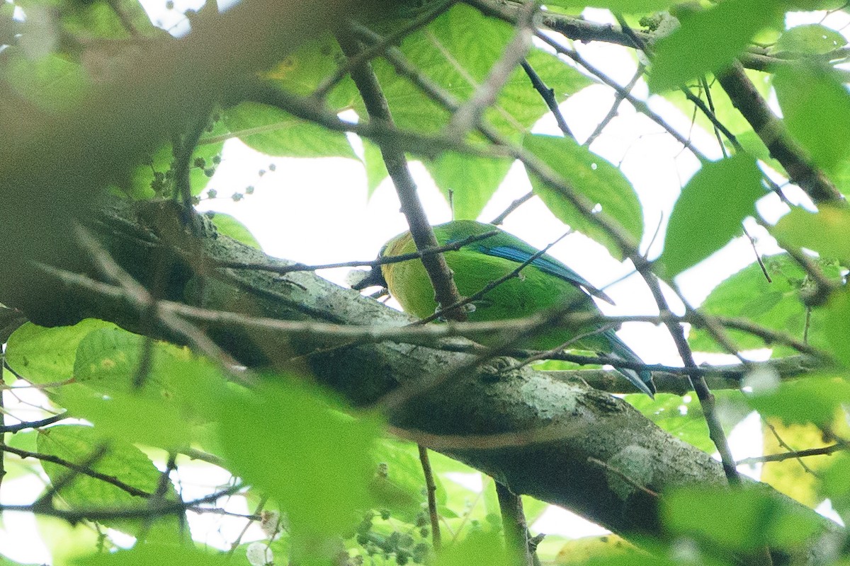 Blue-winged Leafbird - ML613320606