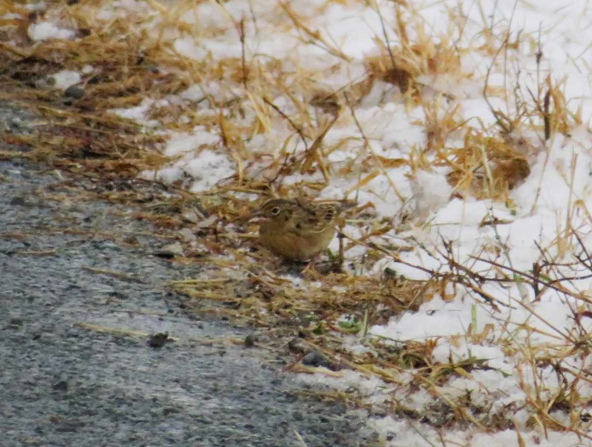 Grasshopper Sparrow - ML613320607