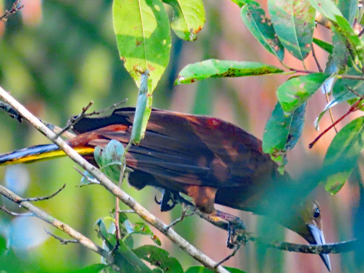 Russet-backed Oropendola (Russet-backed) - Peter Leth