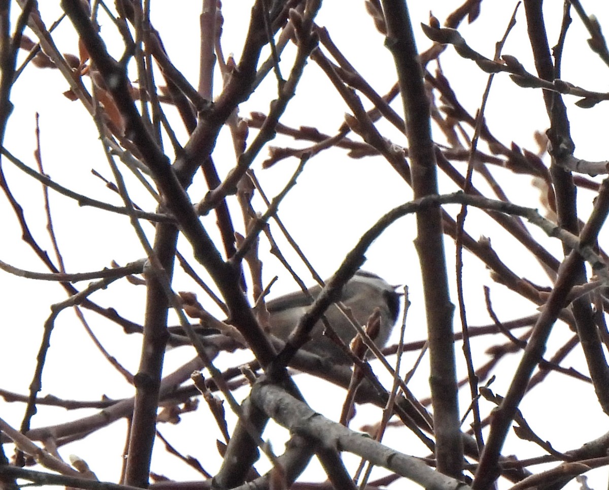 Mountain Chickadee - Jean Iron