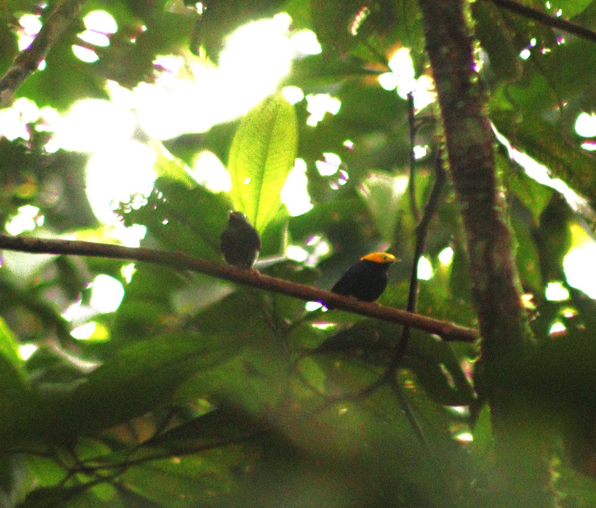 Golden-headed Manakin - ML613320713