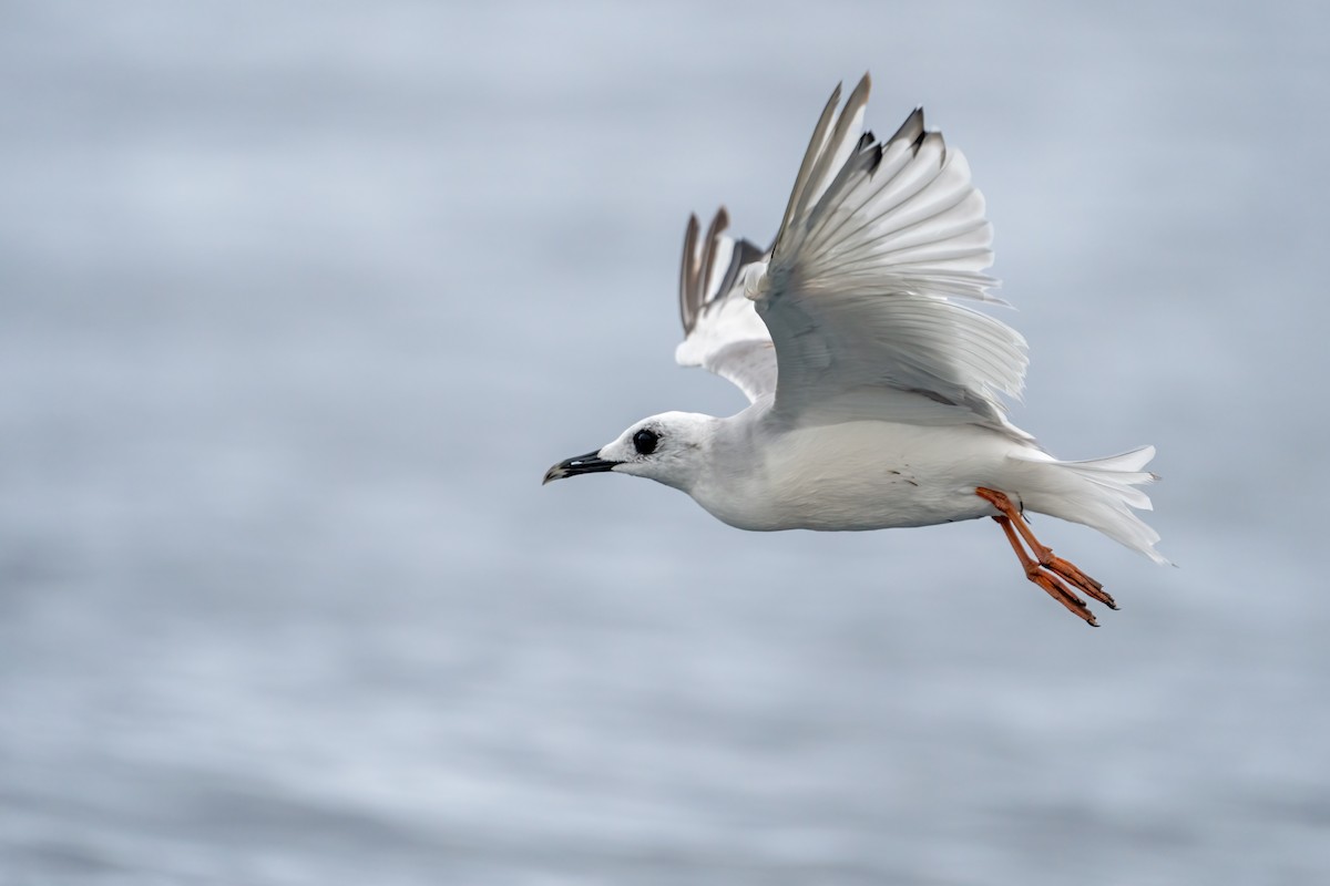 Swallow-tailed Gull - Sergio Bitran