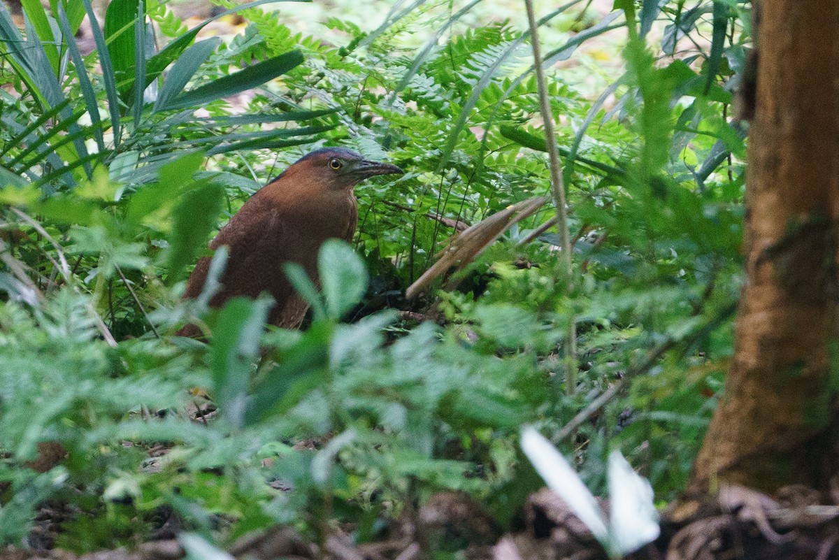 Malayan Night Heron - ML613320721