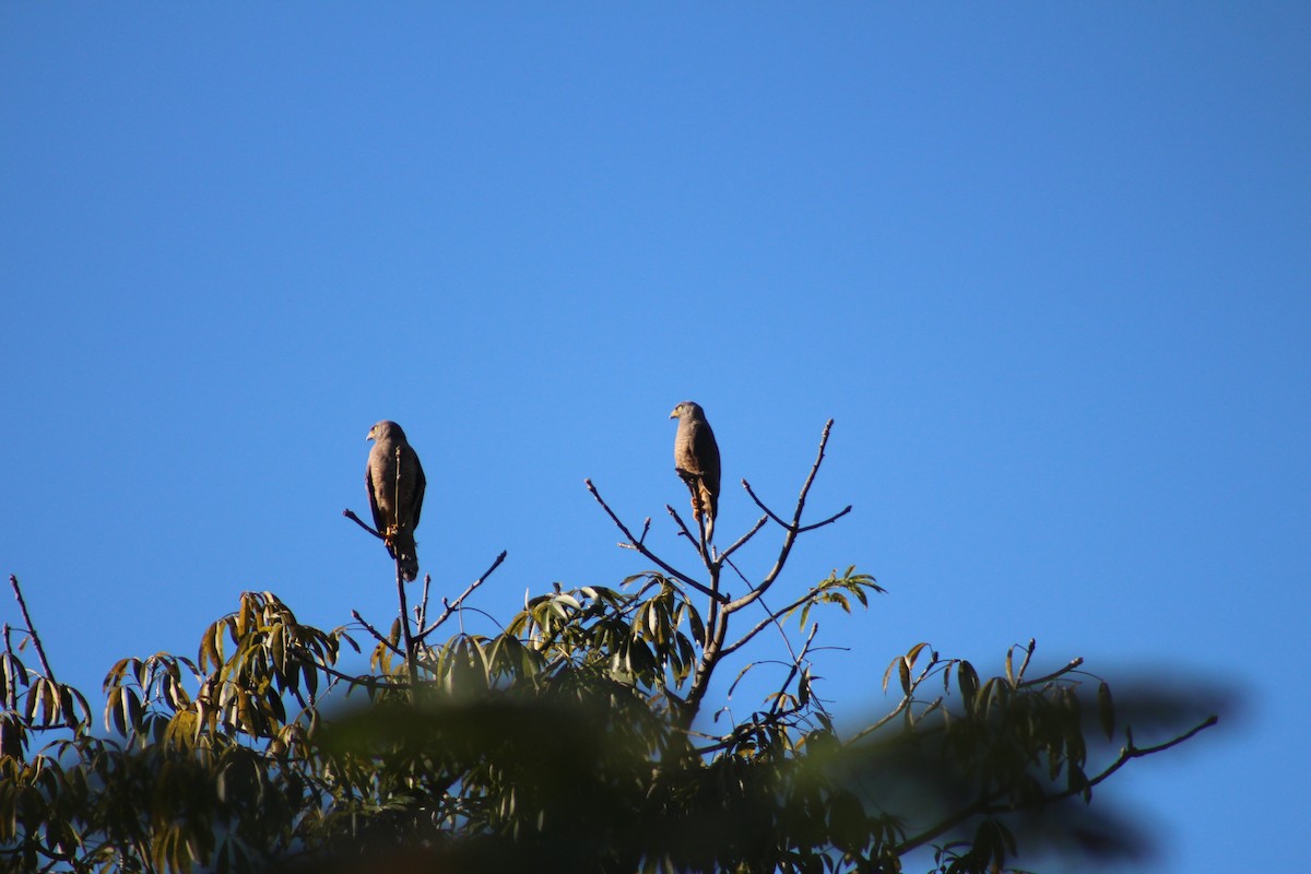 Roadside Hawk - ML613320800