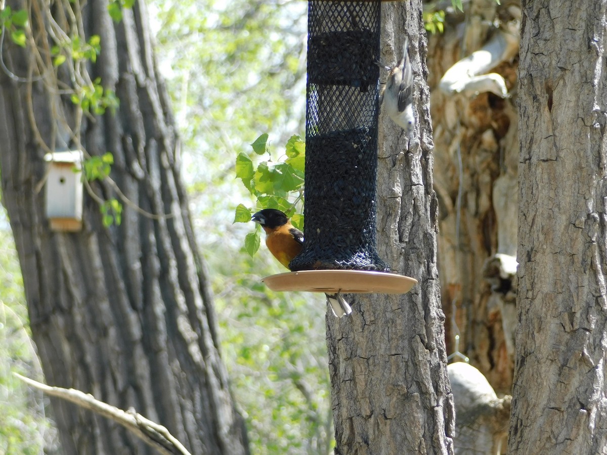 Black-headed Grosbeak - Marie Hoerner