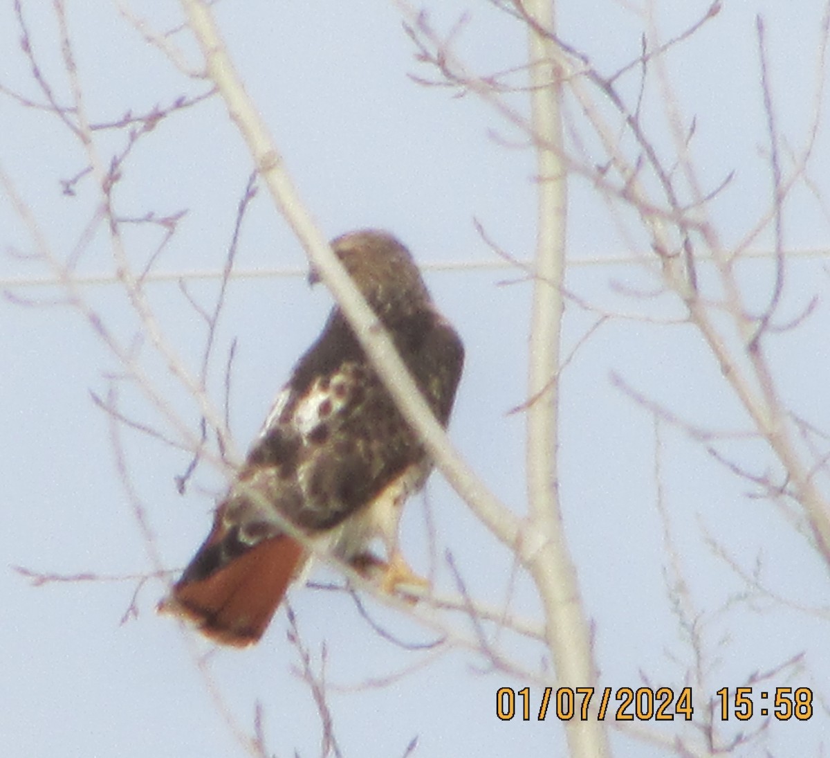 Red-tailed Hawk - ML613320958