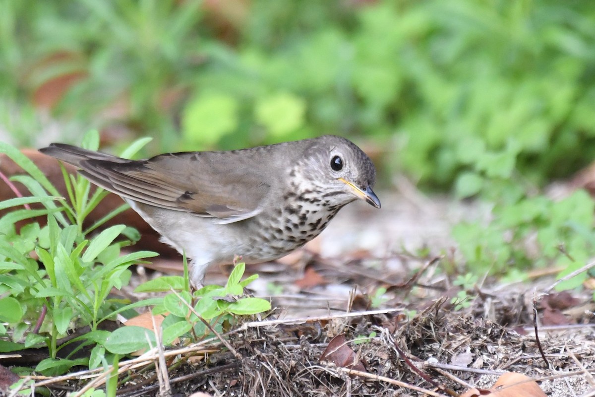 Gray-cheeked Thrush - ML613321034