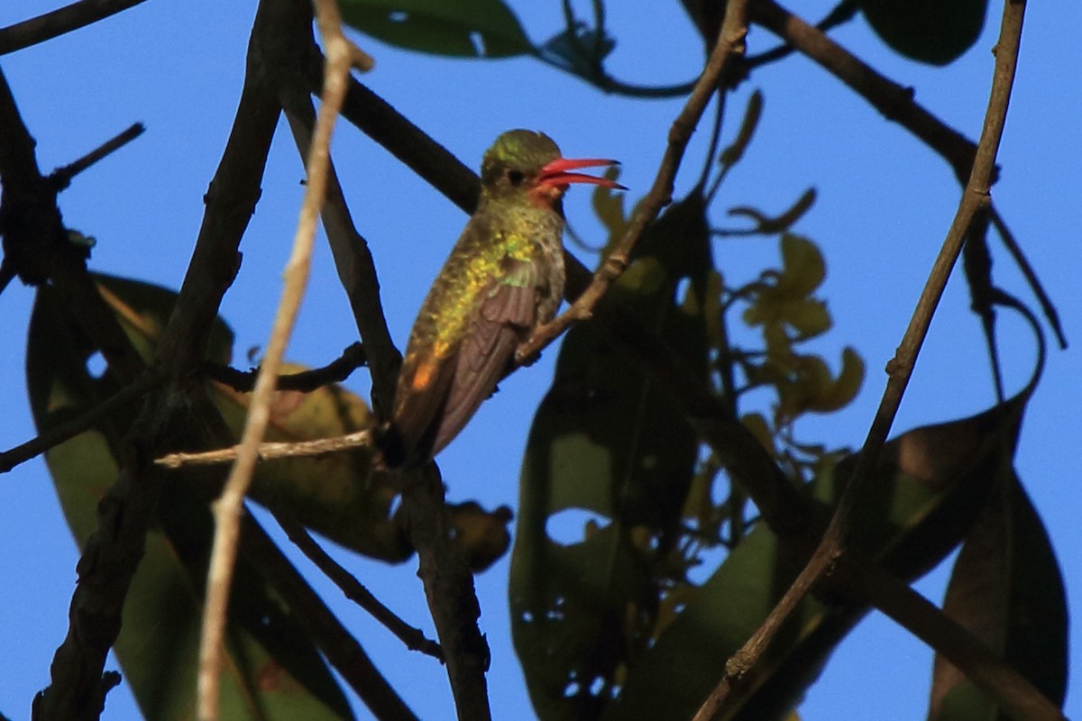 Gilded Hummingbird - ML613321047