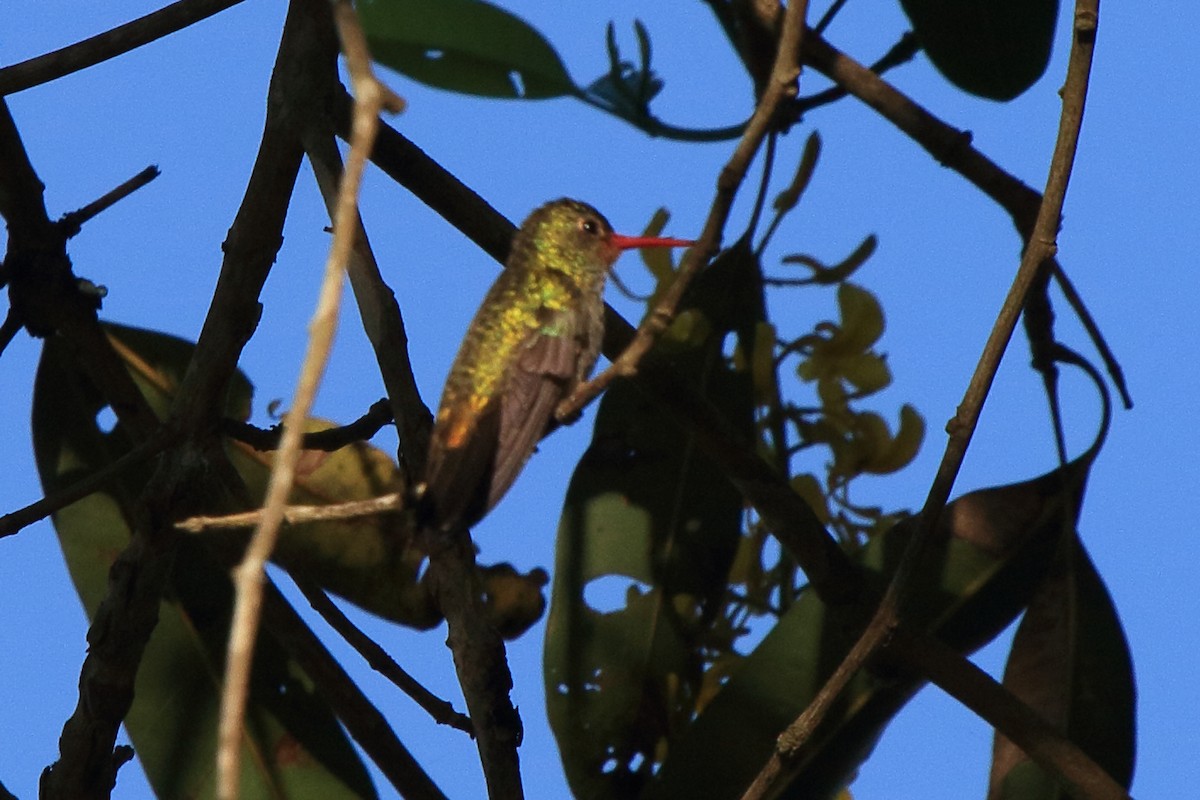 Gilded Hummingbird - ML613321049