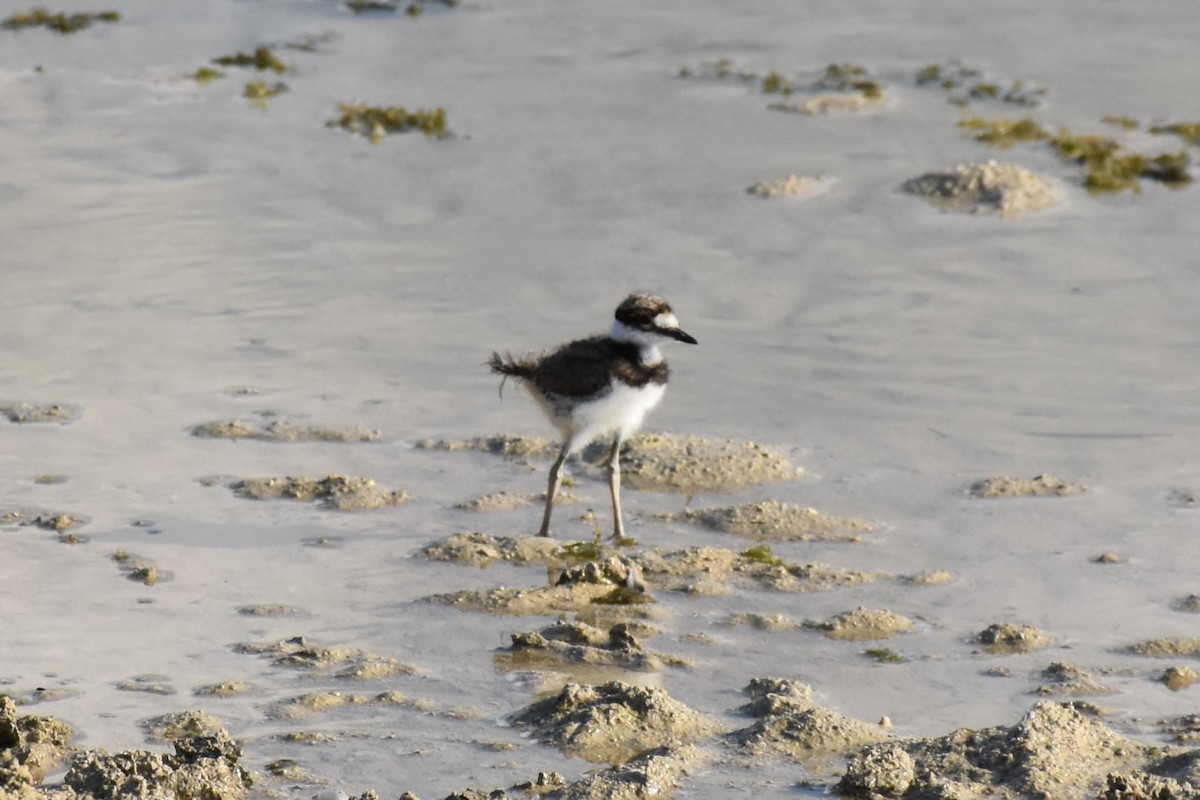 Killdeer - ML613321083