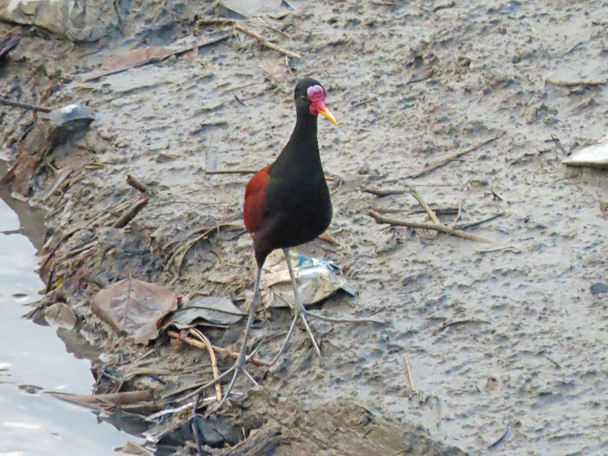 Wattled Jacana (Chestnut-backed) - Peter Leth
