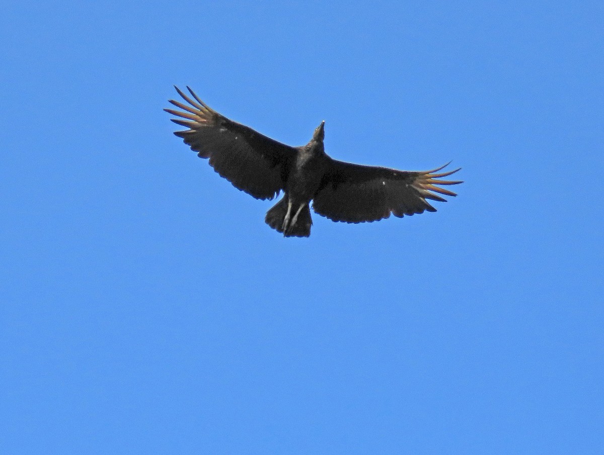 Black Vulture - Peter Leth