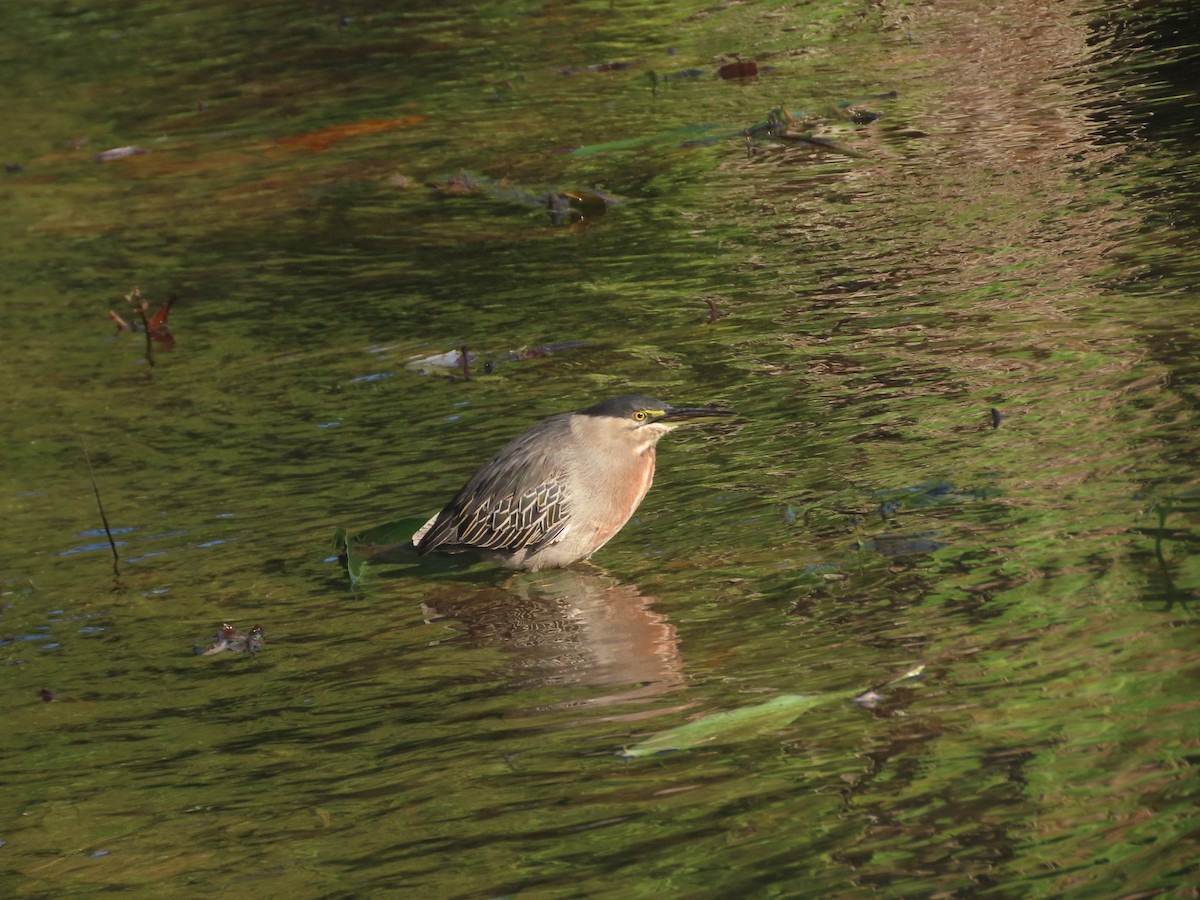 Striated Heron - ML613321197