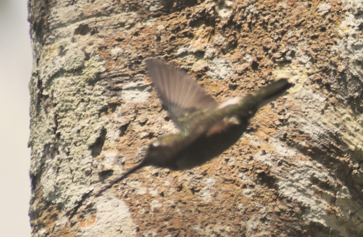 Colibrí Pochotero - ML613321224