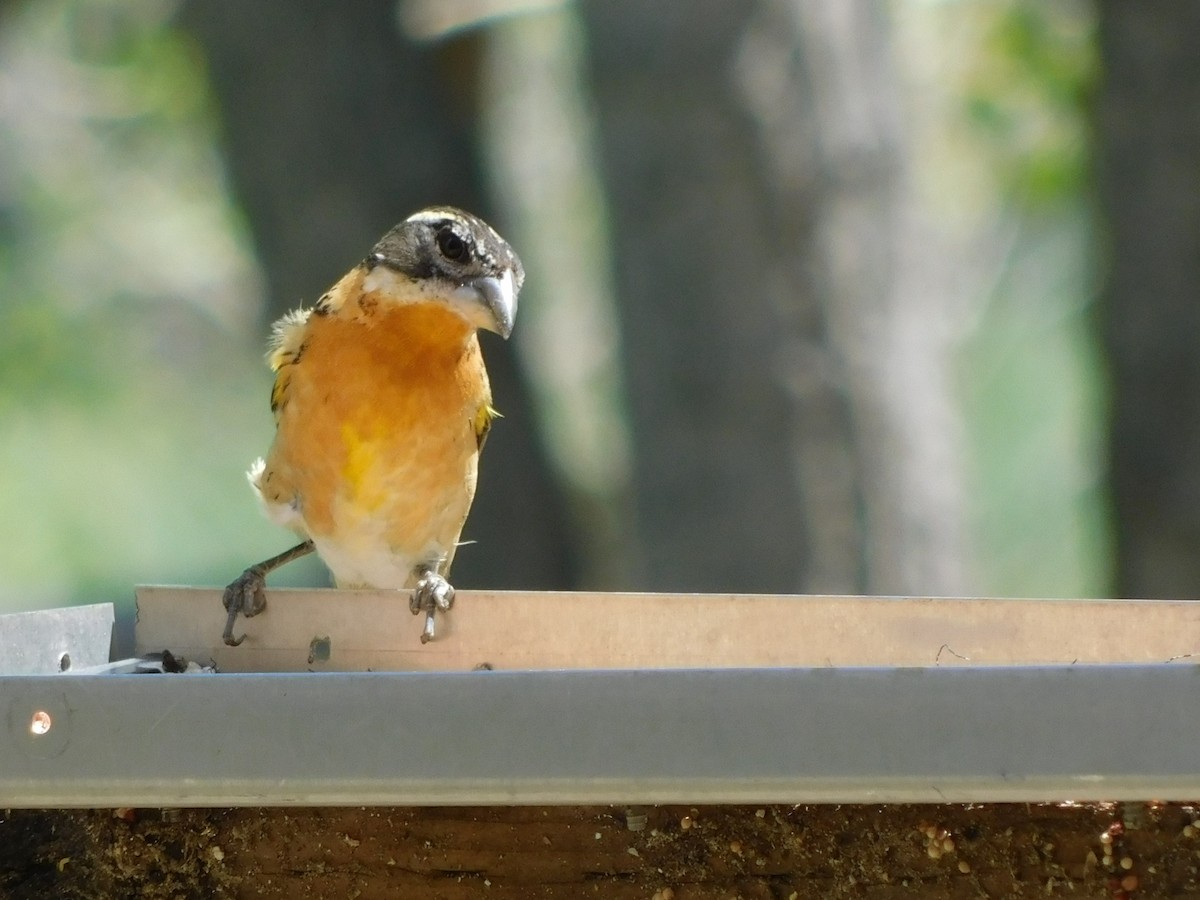 Black-headed Grosbeak - ML613321336