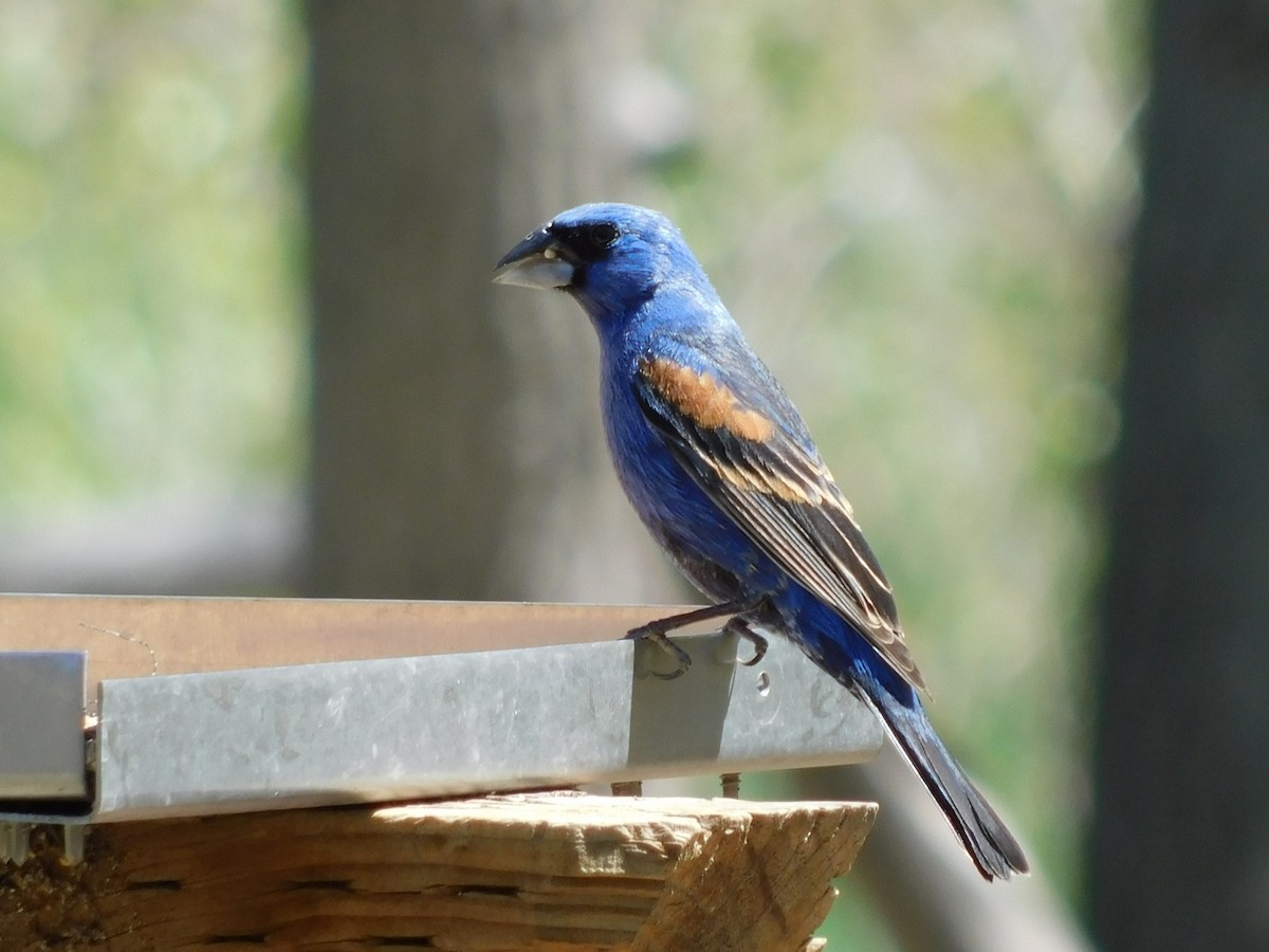 Blue Grosbeak - ML613321339