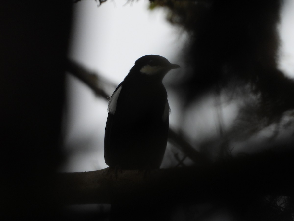 Black Solitaire - Alejandro Suárez