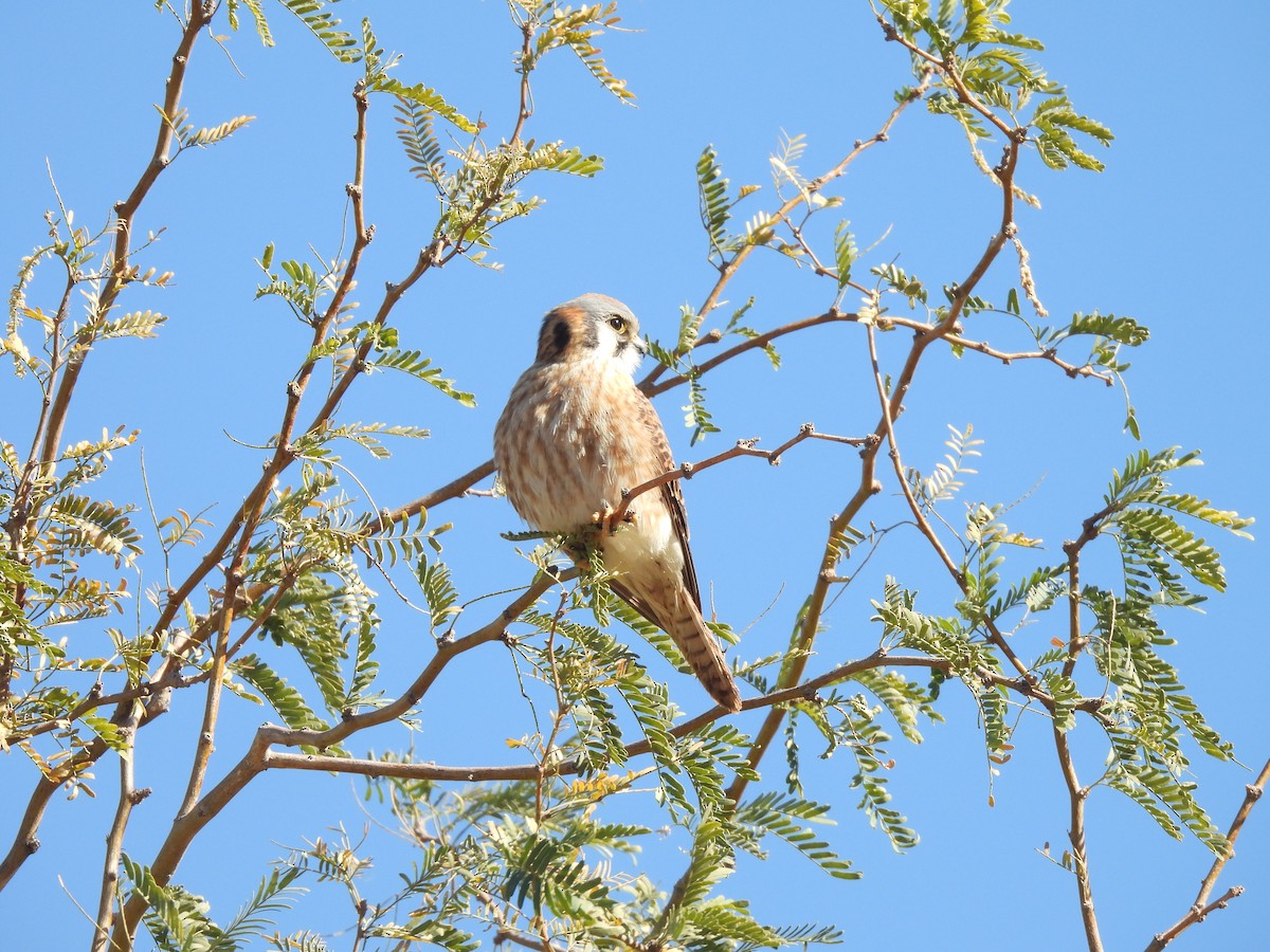 American Kestrel - ML613321417