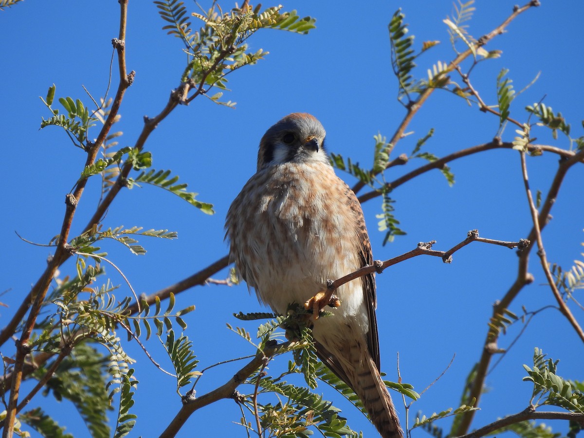 American Kestrel - ML613321418