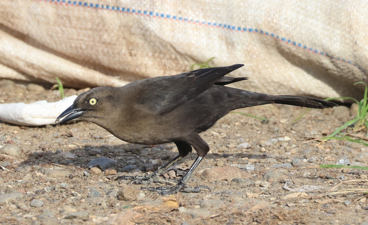 Carib Grackle - ML613321512