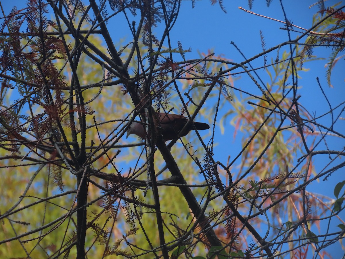 Ruddy Ground Dove - ML613321554