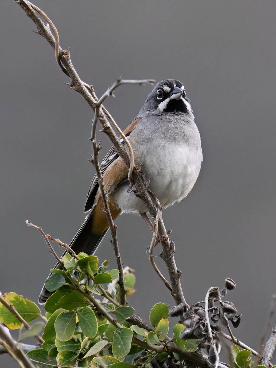 Bridled Sparrow - Mike Jones