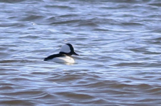 Bufflehead - Harold Forsyth