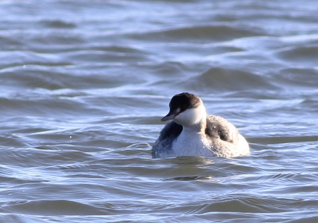 Horned Grebe - ML613321661