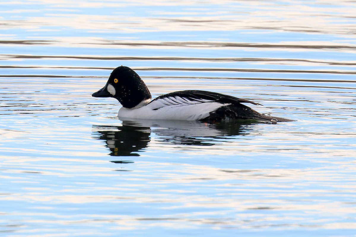 Common Goldeneye - ML613321679