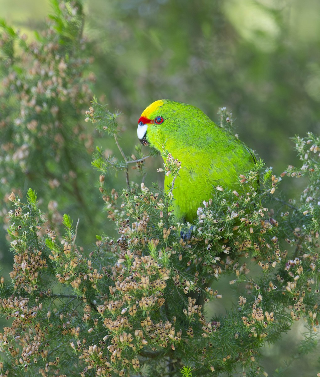 Yellow-crowned Parakeet - William Richards