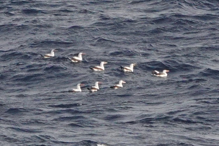 Nazca Booby - ML613321698