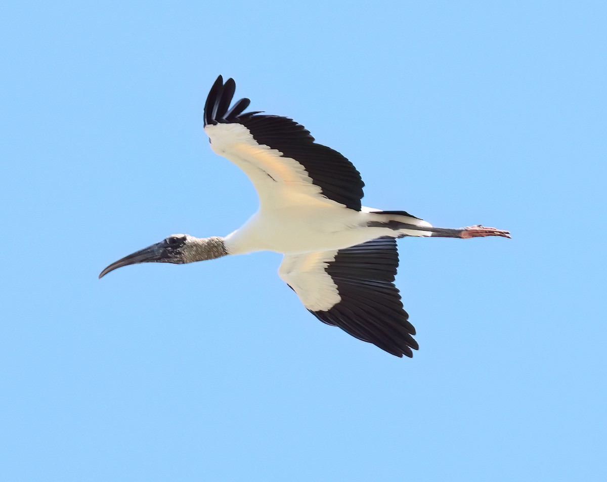 Wood Stork - ML613321723