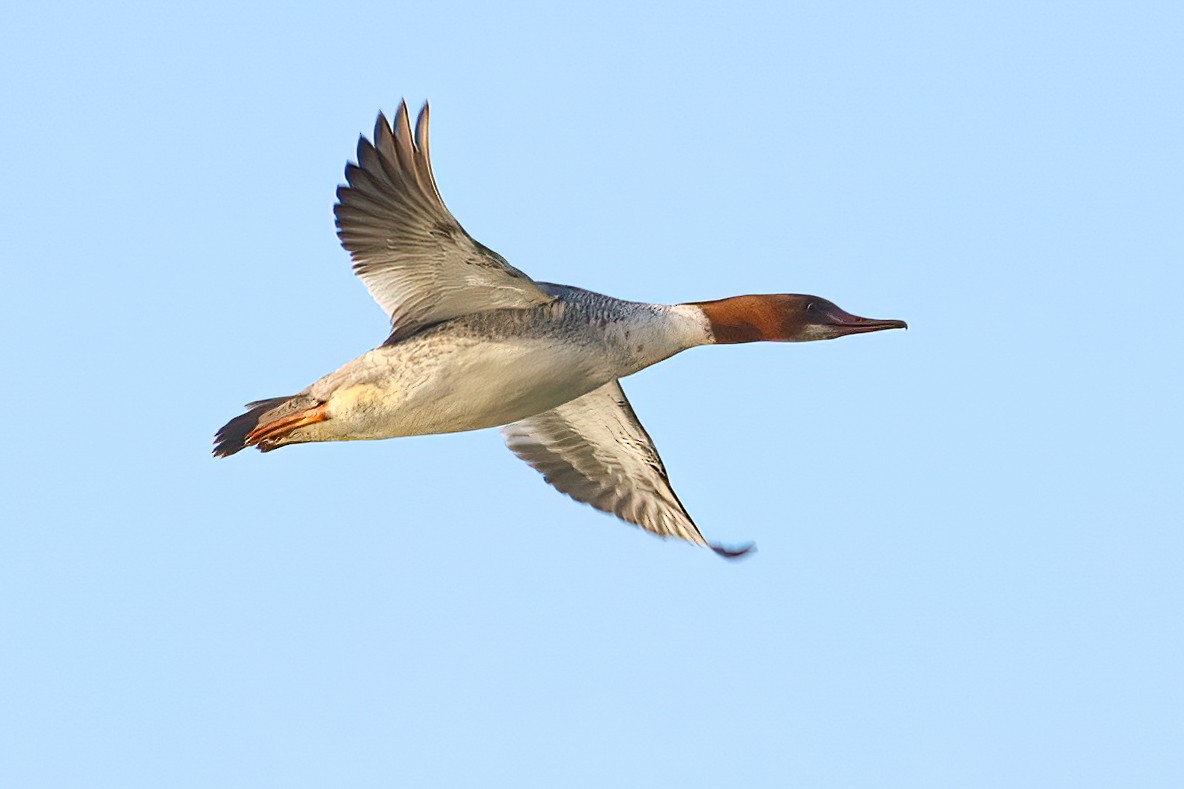 Common Merganser - ML613321744