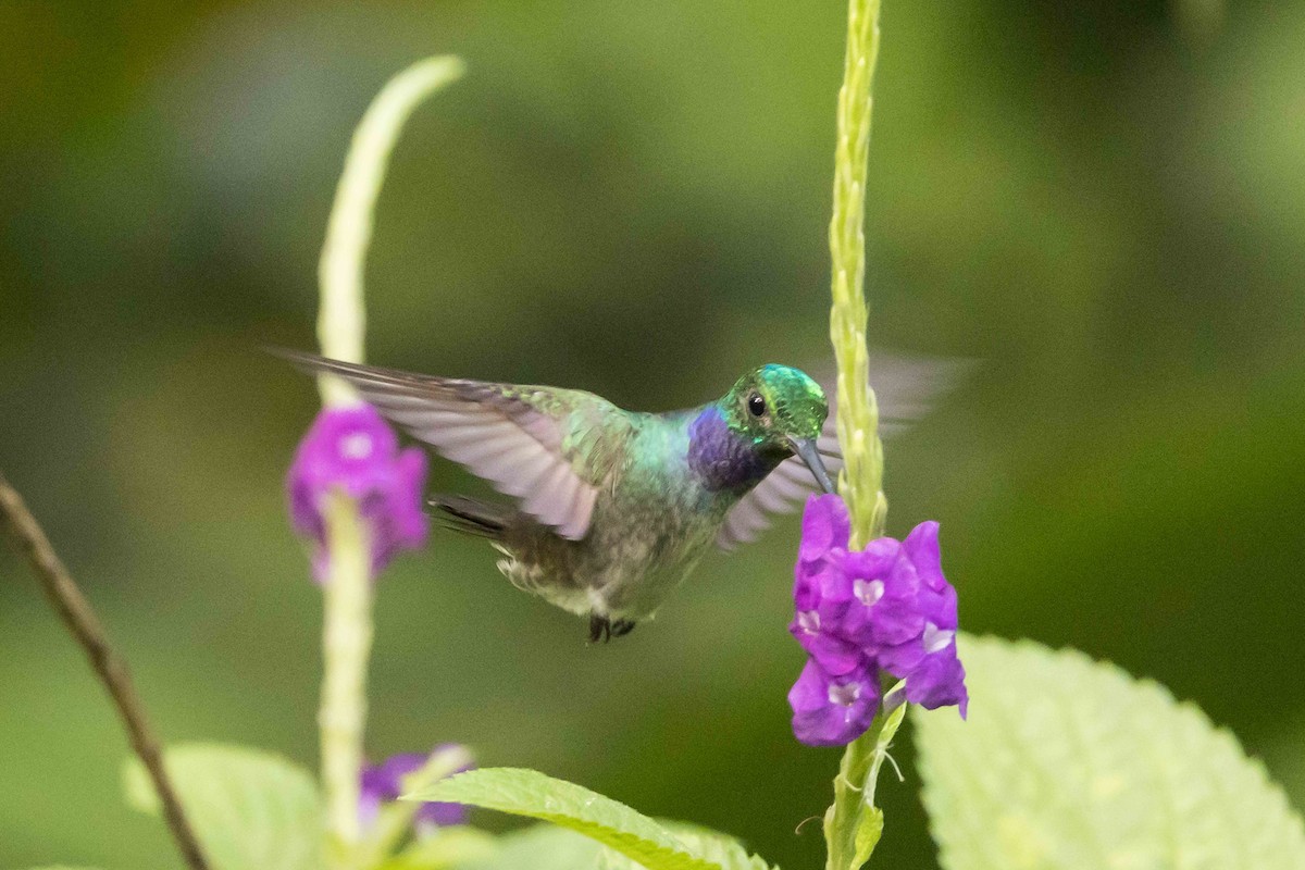 Blue-chested Hummingbird - ML613321758